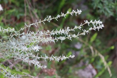 Baccharis ochracea, photographed by Florencia Grattarola