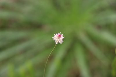 Pfaffia tuberosa, photographed by Florencia Grattarola