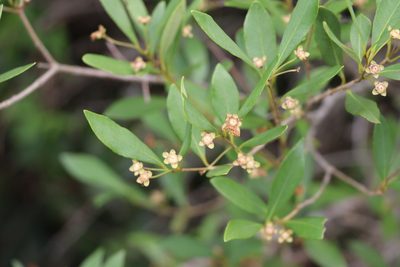 Myrceugenia glaucescens, photographed by Florencia Grattarola