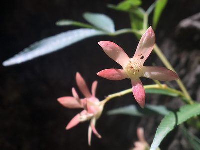 Ceratopetalum gummiferum, photographed by Thomas Mesaglio