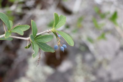 Berberis laurina, photographed by Florencia Grattarola