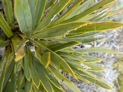 Aciphylla ferox, photographed by Mark Anderson