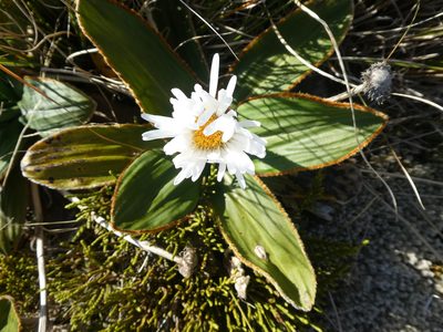 Celmisia traversii, photographed by Mark Anderson