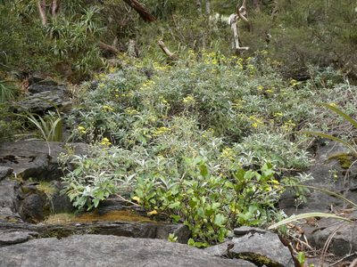 Brachyglottis laxifolia, photographed by Mark Anderson