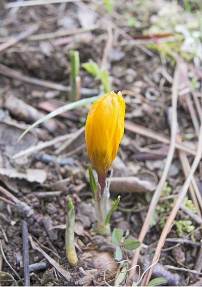 Crocus olivieri, photographed by katunchik