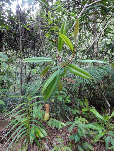 Nepenthes distillatoria, photographed by Christoph Moning