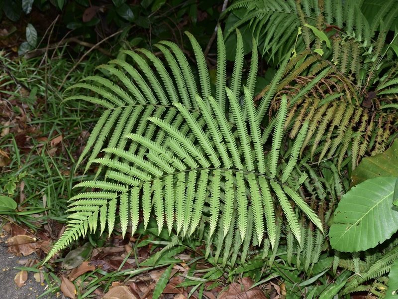Amblovenatum opulentum, photographed by Nasser Halaweh