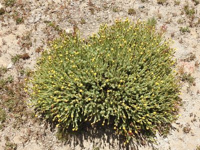 Senecio tristis, photographed by Guillermo Debandi