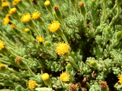 Senecio tristis, photographed by Guillermo Debandi