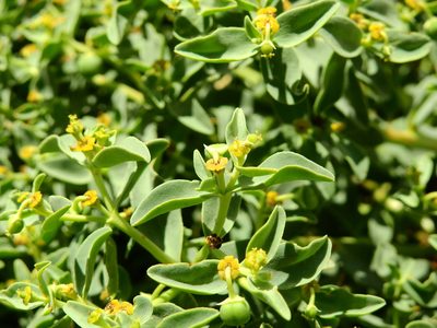 Euphorbia collina, photographed by Guillermo Debandi