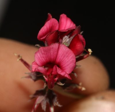 Indigofera burchellii, photographed by Brian du Preez