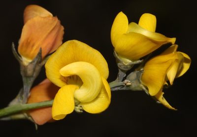 Lebeckia pauciflora, photographed by Brian du Preez