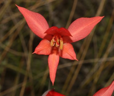 Gladiolus quadrangularis, photographed by Brian du Preez