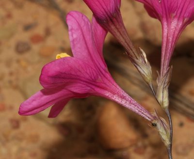 Ixia latifolia, photographed by Brian du Preez
