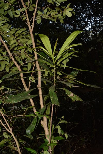 Ancistrocladus heyneanus, photographed by S.MORE