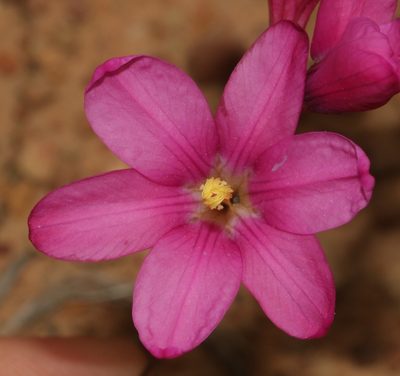 Ixia latifolia, photographed by Brian du Preez