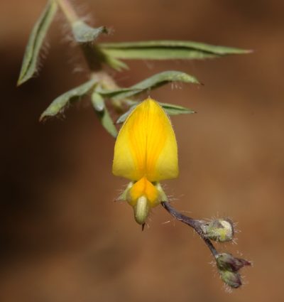 Aspalathus compacta, photographed by Brian du Preez