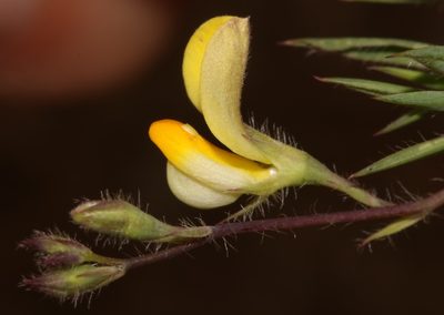 Aspalathus compacta, photographed by Brian du Preez
