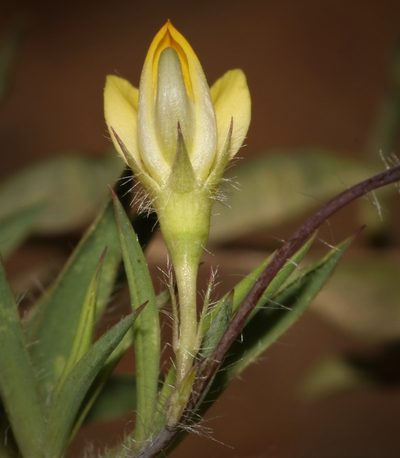 Aspalathus compacta, photographed by Brian du Preez