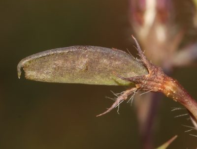 Aspalathus compacta, photographed by Brian du Preez