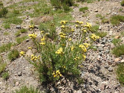 Senecio covasii, photographed by Guillermo Debandi