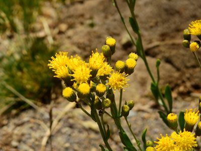 Senecio covasii, photographed by Guillermo Debandi