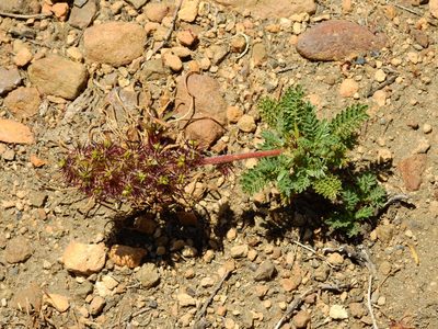 Acaena leptacantha, photographed by Guillermo Debandi