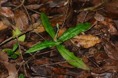 Habenaria plantaginea, photographed by S.MORE