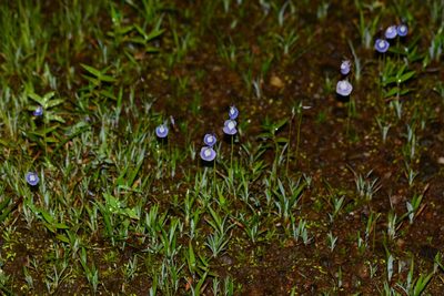 Utricularia arcuata, photographed by S.MORE