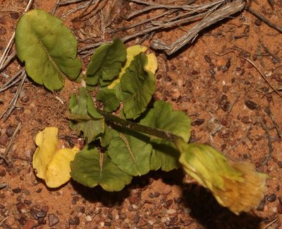 Perdicium capense, photographed by Brian du Preez
