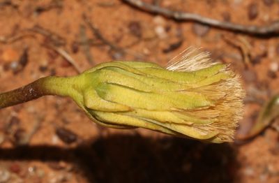 Perdicium capense, photographed by Brian du Preez