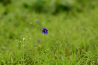 Exacum pumilum, photographed by S.MORE