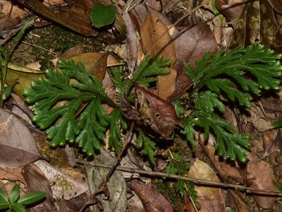 Selaginella intermedia, photographed by Nasser Halaweh