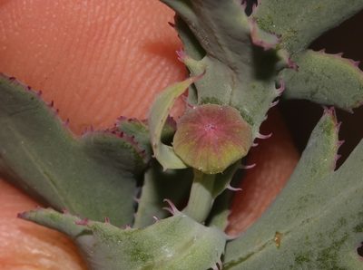 Othonna ciliata, photographed by Brian du Preez