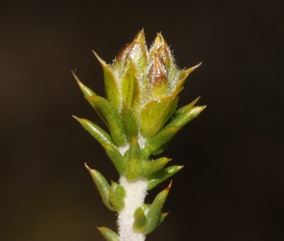 Aspalathus laeta, photographed by Brian du Preez