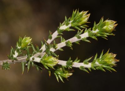 Aspalathus laeta, photographed by Brian du Preez