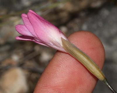 Gladiolus inflatus, photographed by Brian du Preez