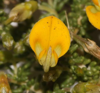 Aspalathus brevicarpa, photographed by Brian du Preez