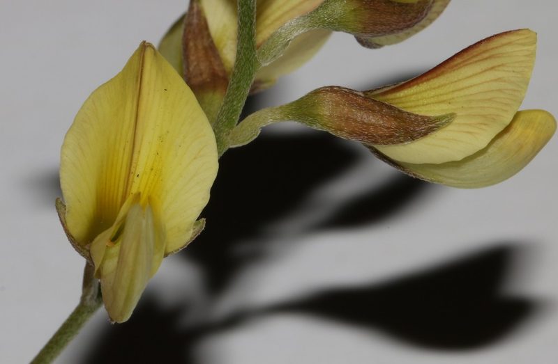 Lotononis exstipulata, photographed by Brian du Preez