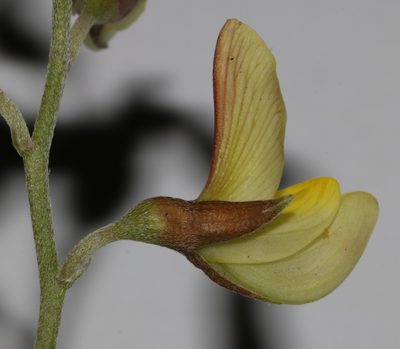 Lotononis exstipulata, photographed by Brian du Preez