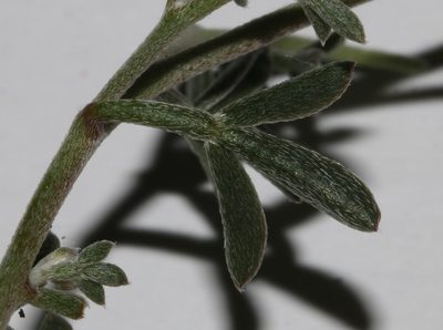 Lotononis exstipulata, photographed by Brian du Preez