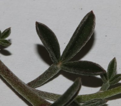 Lotononis exstipulata, photographed by Brian du Preez