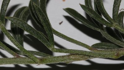 Lotononis exstipulata, photographed by Brian du Preez