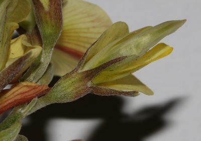 Lotononis exstipulata, photographed by Brian du Preez