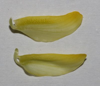 Lotononis exstipulata, photographed by Brian du Preez