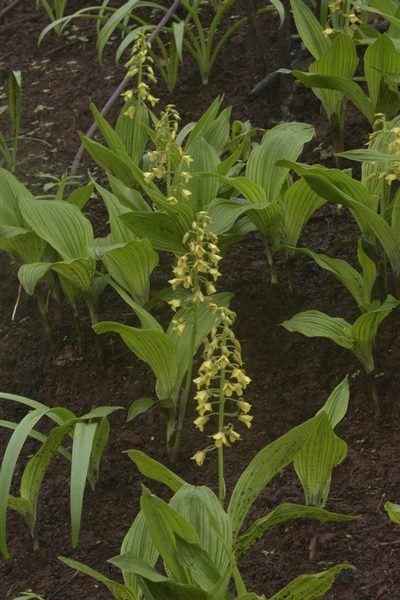 Eulophia ochreata, photographed by S.MORE