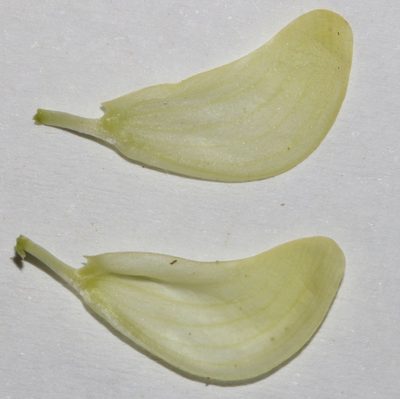 Lotononis exstipulata, photographed by Brian du Preez