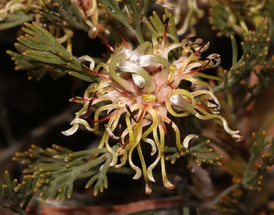 Serruria dodii, photographed by Brian du Preez