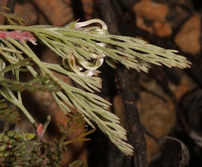 Serruria dodii, photographed by Brian du Preez