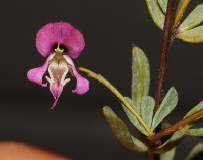 Indigofera dillwynioides, photographed by Brian du Preez